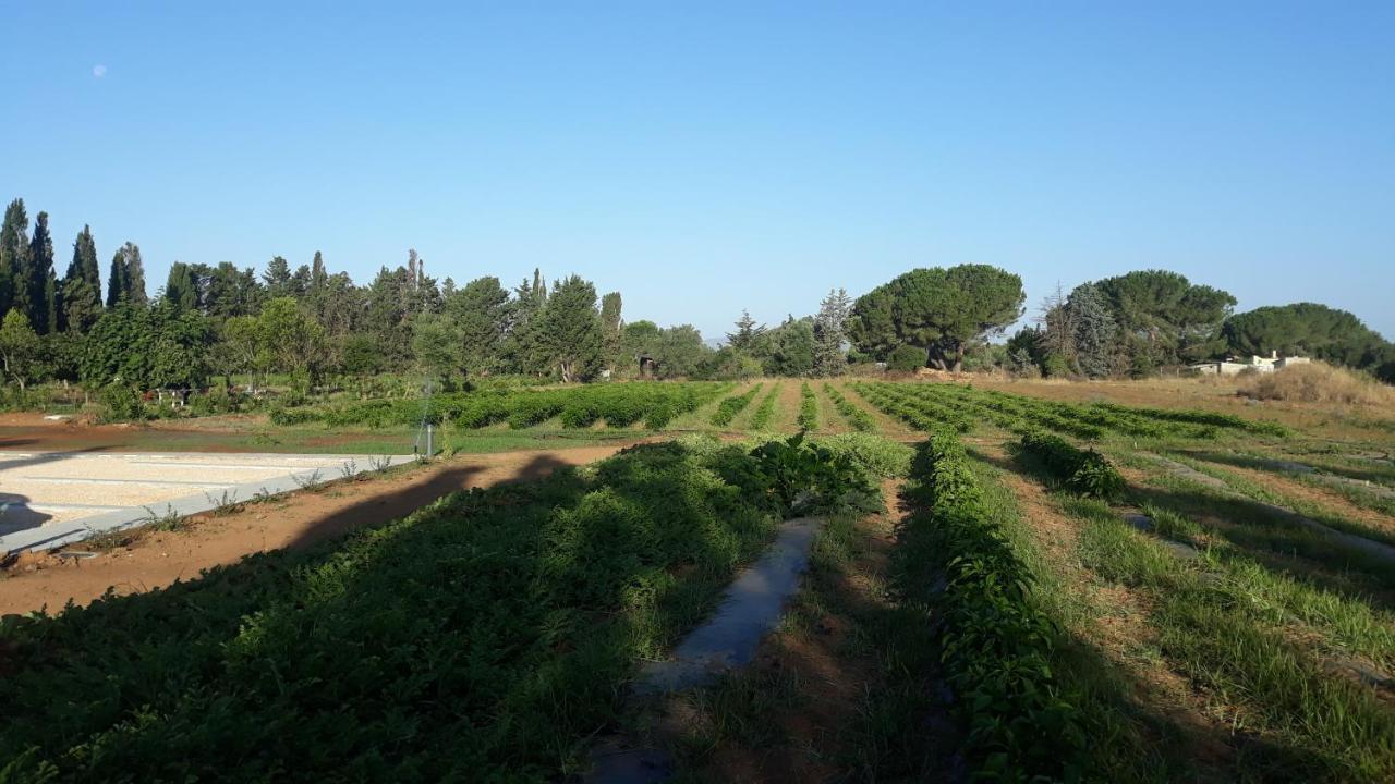 Azienda Agricola I Peperoncini Alghero Eksteriør billede